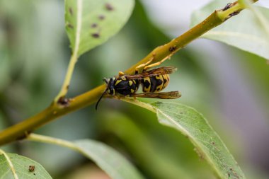 Yaprağın üzerindeki eşekarısı