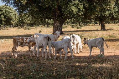 Salamanca, İspanya 'da inekler