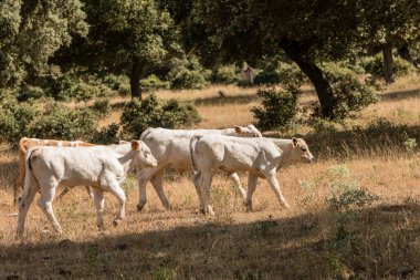Salamanca, İspanya 'da inekler