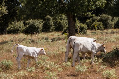 Salamanca, İspanya 'da inekler
