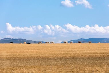 Bir su havuzu, İspanya, Salamanca 'daki sığırları içsin diye.