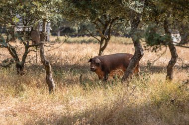 Otlatma ve meşe palamutları Salamanca, İspanya dehesa yiyerek İber domuz