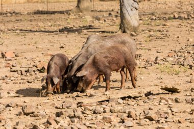 Otlatma ve meşe palamutları Salamanca, İspanya dehesa yiyerek İber domuz