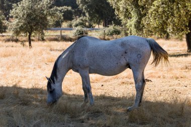 Atlar Salamanca İspanya 'daki dehesa' da birlikte otluyor.