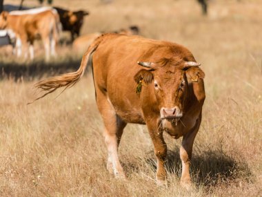Salamanca, İspanya 'da inekler
