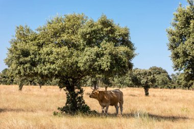 Salamanca, İspanya 'da inekler