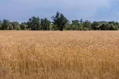 İspanya, Salamanca 'daki mısır gevreği tarlalarından toplanan saman paketleri.