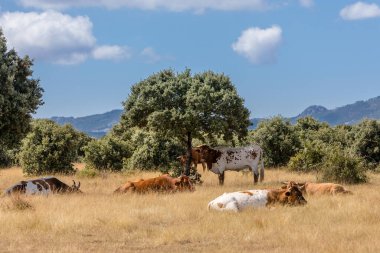 Salamanca, İspanya 'da inekler