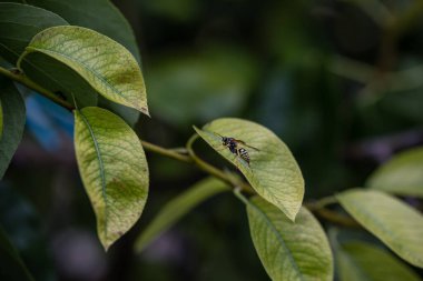 Yaprağın üzerindeki eşekarısı