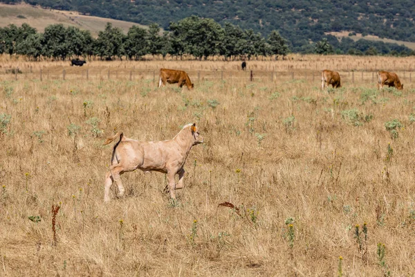 Krávy Polích Salamanca Španělsko — Stock fotografie