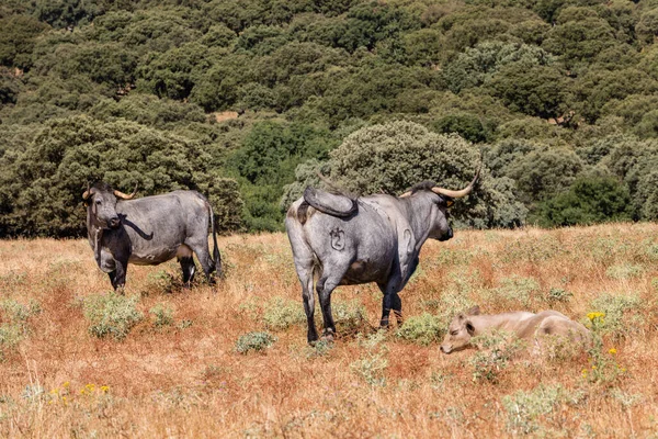 スペイン サラマンカのフィールドに牛 — ストック写真