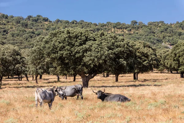 Коровы Полях Саламанки Испания — стоковое фото