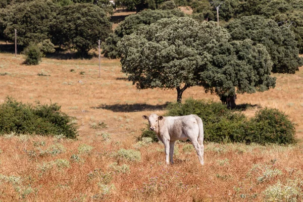 Коровы Полях Саламанки Испания — стоковое фото