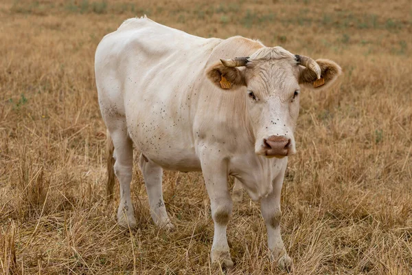 Vacas Los Campos Salamanca España —  Fotos de Stock