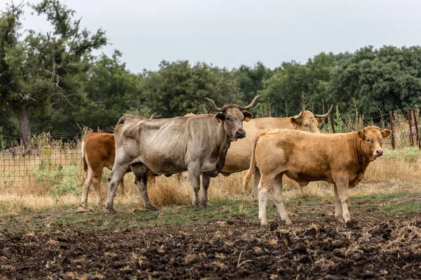 Vacas Los Campos Salamanca España — Foto de Stock