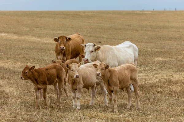 Vacas Los Campos Salamanca España —  Fotos de Stock