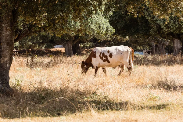 Vacas Los Campos Salamanca España — Foto de Stock