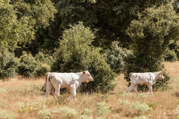 Αγελάδες Στα Χωράφια Της Σαλαμάνκα Ισπανία — Φωτογραφία Αρχείου