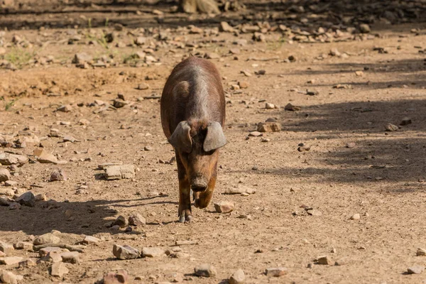 Porcs Ibériques Broutant Mangeant Des Glands Dans Dehesa Salamanque Espagne — Photo