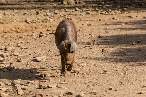 Iberian Pigs Grazing Eating Acorns Dehesa Salamanca Spain — Stock Photo, Image