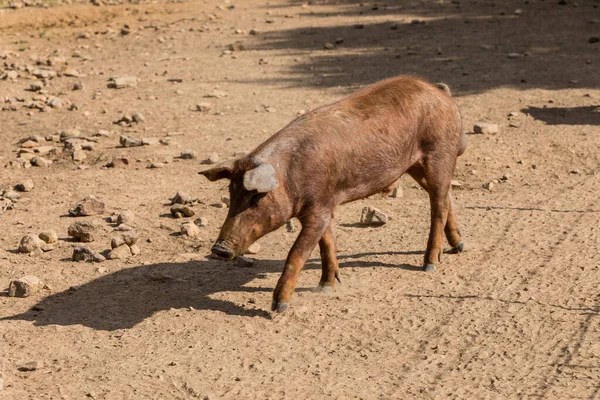 Cerdos Ibéricos Pastando Comiendo Bellotas Dehesa Salamanca España — Foto de Stock