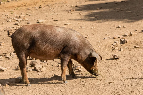 stock image Iberian pigs grazing and eating acorns in the dehesa in Salamanca, Spain