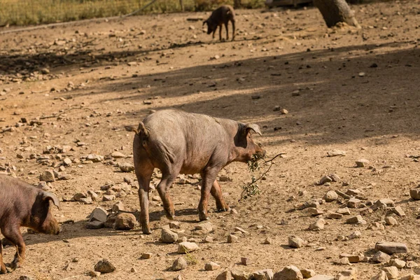 Iberian Pigs Grazing Eating Acorns Dehesa Salamanca Spain — Stock Photo, Image