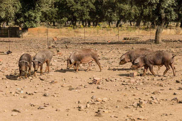 Porcs Ibériques Broutant Mangeant Des Glands Dans Dehesa Salamanque Espagne — Photo