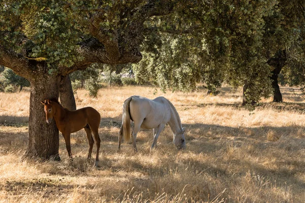 Άλογα Φυλή Βόσκηση Μαζί Στην Dehesa Στη Σαλαμάνκα Της Ισπανίας — Φωτογραφία Αρχείου