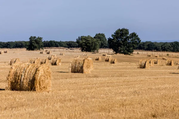 Packages Straw Freshly Harvested Cereal Fields Salamanca Spain — Stock Photo, Image