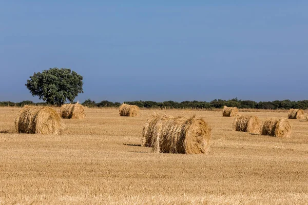 Packages of straw freshly harvested in the cereal fields of Salamanca, Spain