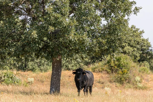 Vacas Nos Campos Salamanca Espanha — Fotografia de Stock