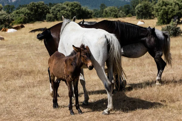 Corrida Cavalos Pastando Juntos Dehesa Salamanca Espanha — Fotografia de Stock