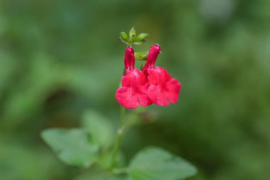 Salvia microphylla Bahçede yetişen sıcak dudaklar