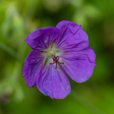 Geranium wallichianum mavi ve mor çiçekleri. Yaz ya da bahar çiçeği arka planı.