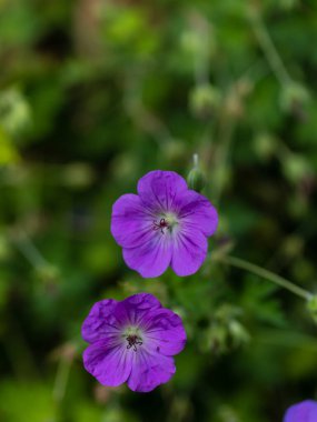 Geranium wallichianum mavi ve mor çiçekleri. Yaz ya da bahar çiçeği arka planı.