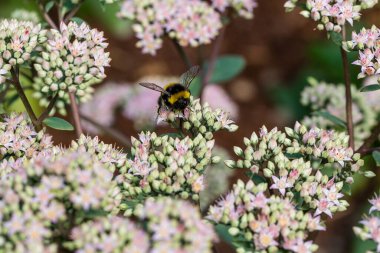 Çiçeklerin üzerinde uçan siyah renkli yaban arısı