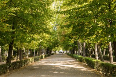 Aranjuez 'in Prens Bahçeleri' nde sonbahar zamanı. Madrid mi? İspanya.
