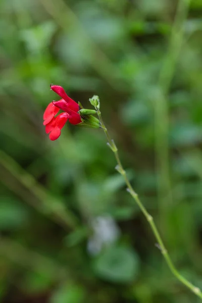 Salvia Microphylla Горячие Губы Цветы Выращенные Саду — стоковое фото