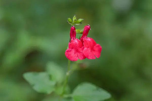 Salvia Microphylla Lèvres Chaudes Fleurs Cultivées Dans Jardin — Photo