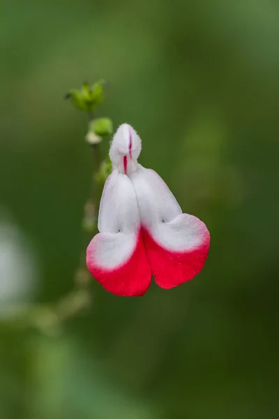 Salvia Microphylla Hot Lips Flowers Grown Garden — Stock Photo, Image