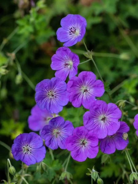 Blue Purple Flowers Geranium Wallichianum Summer Spring Flower Background — Stock Photo, Image