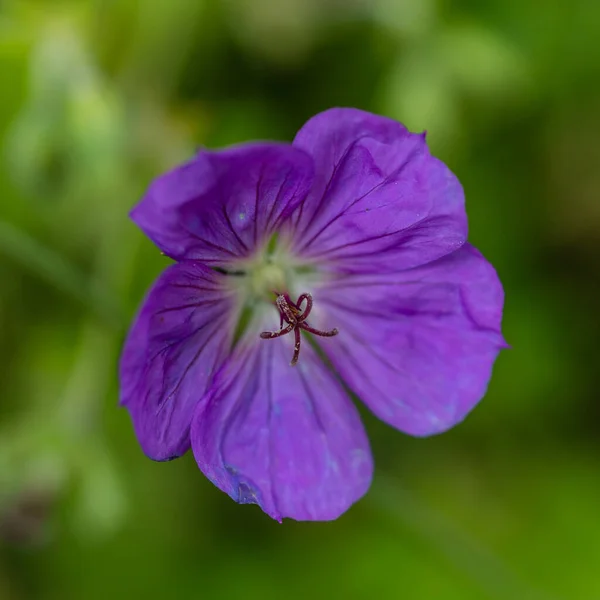 Blue Purple Flowers Geranium Wallichianum Summer Spring Flower Background — Stock Photo, Image