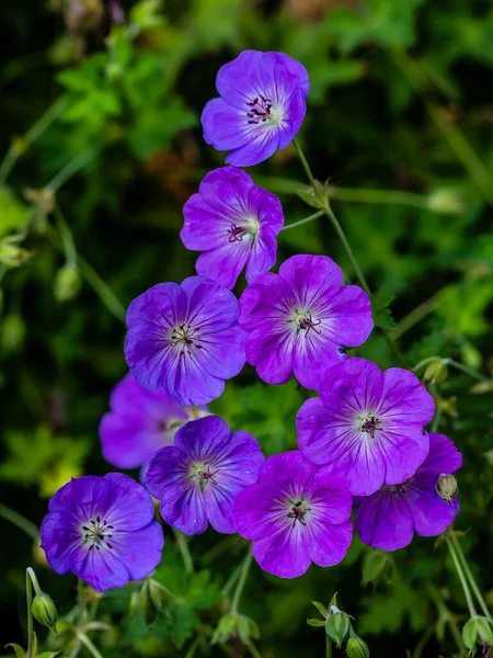 Niebieskie Fioletowe Kwiaty Geranium Wallichianum Letnie Lub Wiosenne Tło Kwiatu — Zdjęcie stockowe