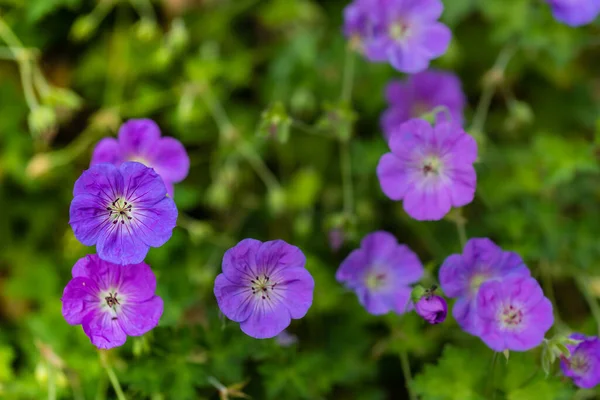 Μπλε Και Μοβ Λουλούδια Από Γεράνι Wallichianum Καλοκαίρι Άνοιξη Λουλούδι — Φωτογραφία Αρχείου