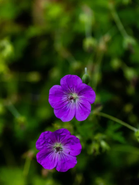 Geranium Wallichianum Kék Lila Virágai Nyári Vagy Tavaszi Virág Háttér — Stock Fotó