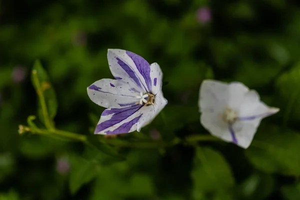 Воздушный Шар Цветок Platycodon Grandiflorum Является Привлекательным Декоративный Цветок Красивыми — стоковое фото