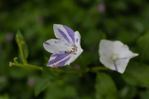Λουλούδι Μπαλόνι Platycodon Grandiflorum Είναι Ένα Ελκυστικό Διακοσμητικό Λουλούδι Όμορφα — Φωτογραφία Αρχείου