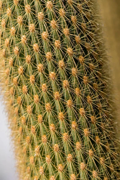 Rośliny Kaktusa Uprawiane Ogrodzie — Zdjęcie stockowe