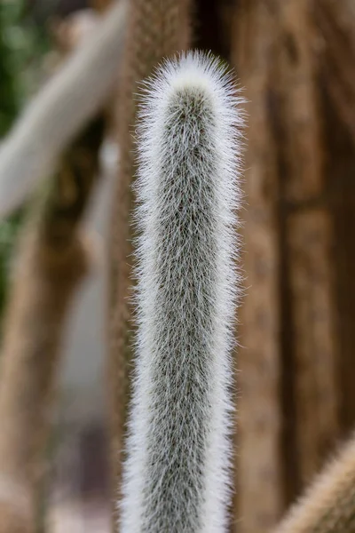 Rośliny Kaktusa Uprawiane Ogrodzie — Zdjęcie stockowe